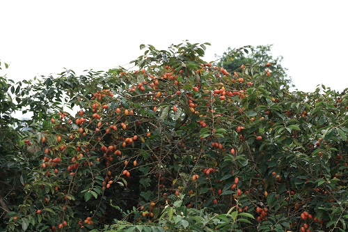 72f95d18b_anh_4.jpg