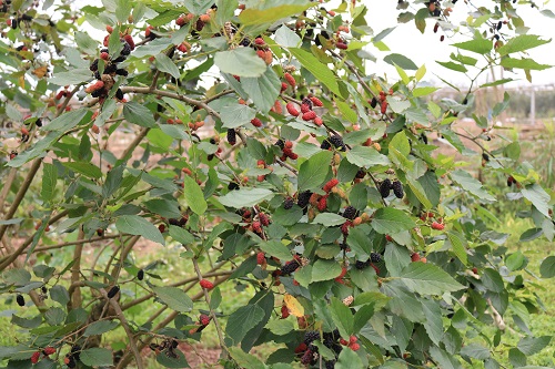 f96f75c69_i_7676.jpg