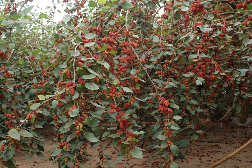 6d44acada_anh_1.jpg