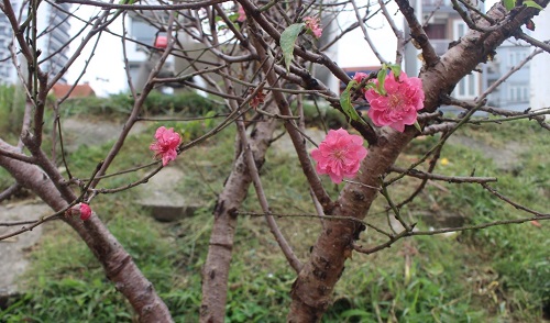 b052e536b_anh_dao_9.jpg