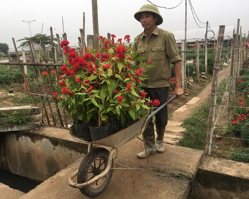 9765f80b8_hai_binh_lang_hoa_vu_chinh_nho_nhip_vao_xuan_1.jpg