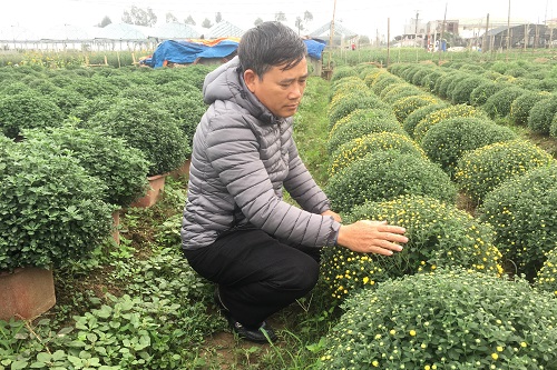9765f80b8_hai_binh_lang_hoa_vu_chinh_nho_nhip_vao_xuan_2.jpg