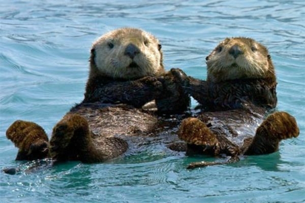 d8b64cb10_201404130838seaotters.jpg